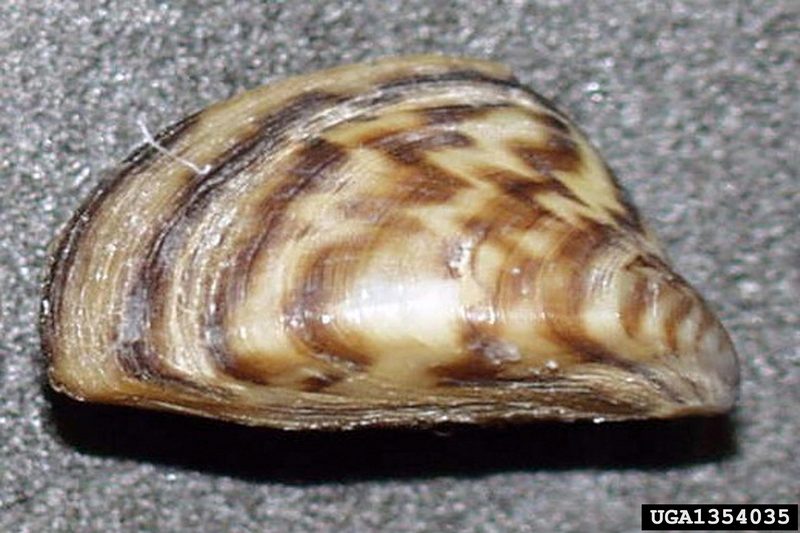 Zebra Mussel (Dreissena polymorpha) {!--말조개-->; DISPLAY FULL IMAGE.