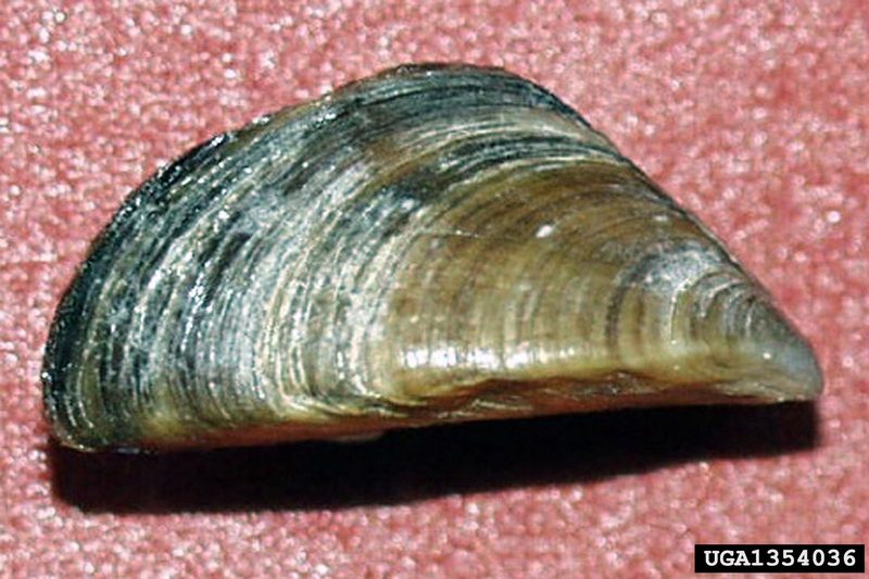 Zebra Mussel (Dreissena polymorpha) {!--말조개-->; DISPLAY FULL IMAGE.