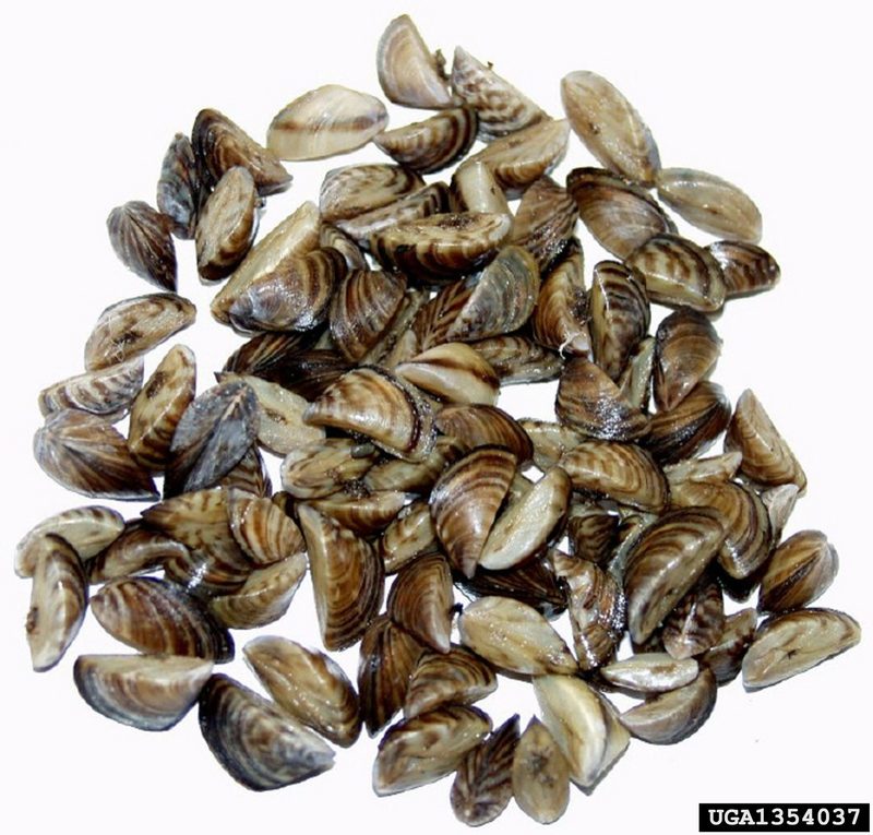 Zebra Mussel (Dreissena polymorpha) {!--말조개-->; DISPLAY FULL IMAGE.