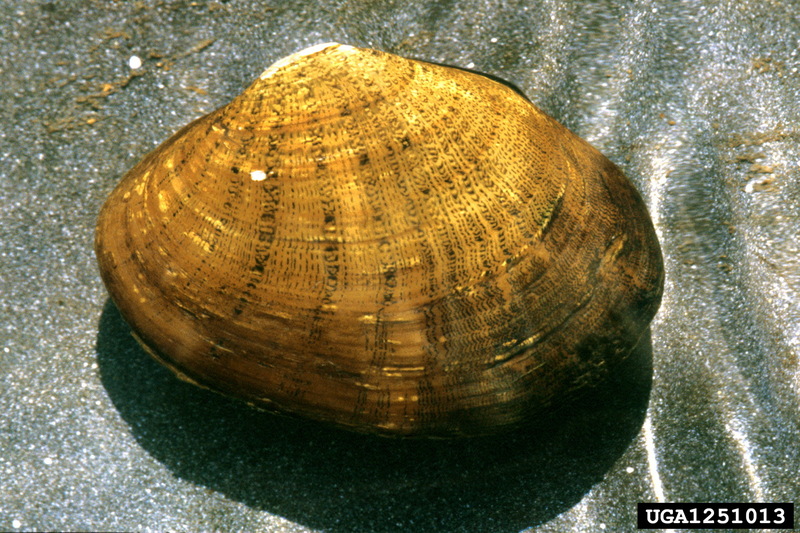 Dromedary Pearlymussel (Dromus dromus) {!--단봉조개-->; DISPLAY FULL IMAGE.