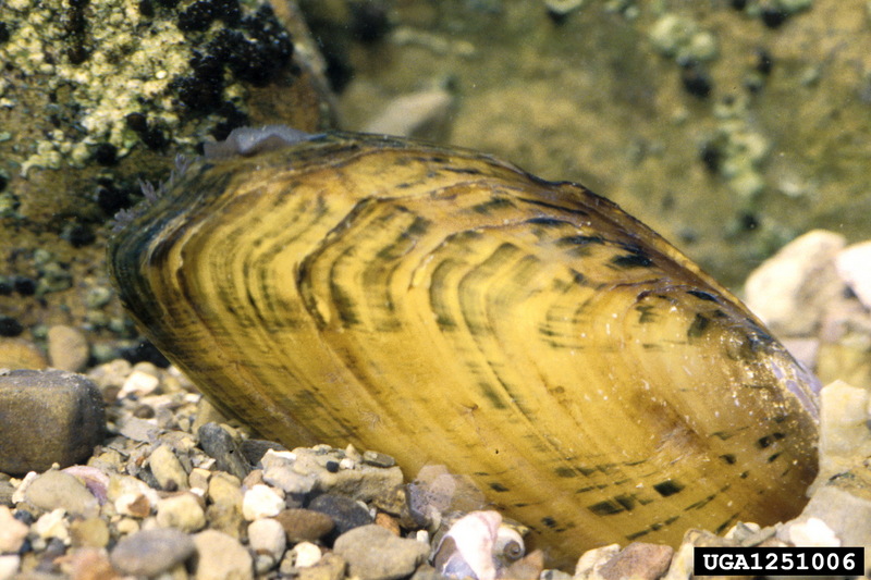 Cracking pearlymussel (Hemistena lata) {!--석패과-->; DISPLAY FULL IMAGE.