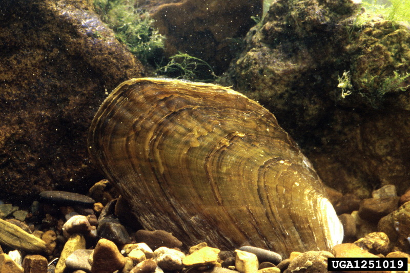 Fluted Shell (Lasmigona costata) {!--주름조개-->; DISPLAY FULL IMAGE.