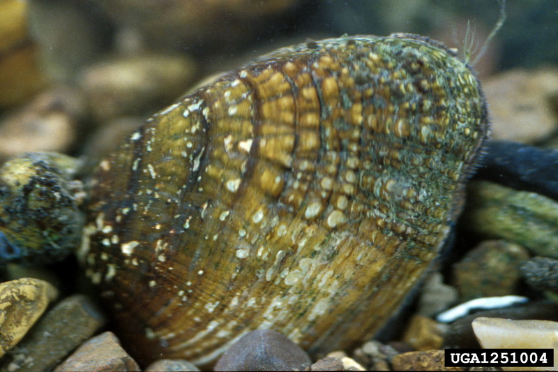 Birdwing Pearly Mussel (Lemiox rimosus) {!--캐라타조개-->; DISPLAY FULL IMAGE.