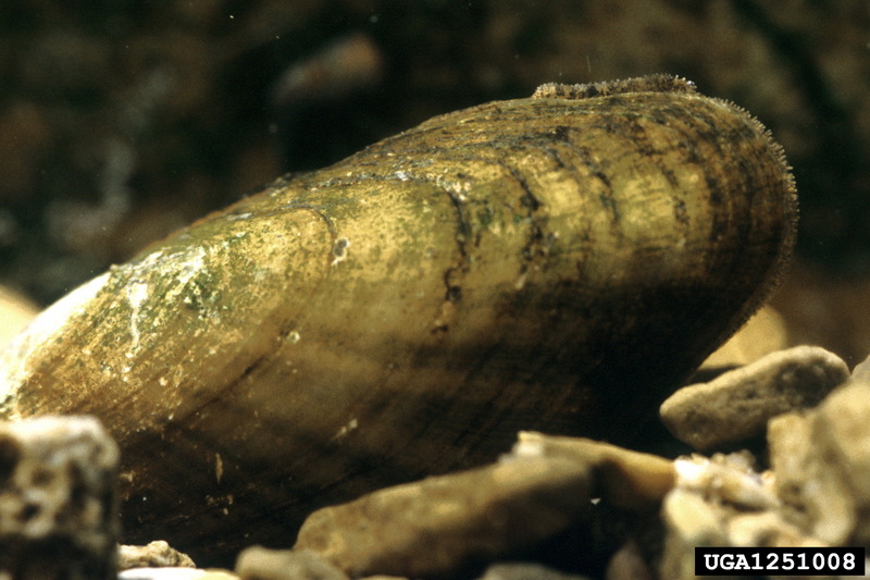 Cumberland Moccasinshell (Medionidus conradicus) {!--컴벌랜드신발조개-->; DISPLAY FULL IMAGE.