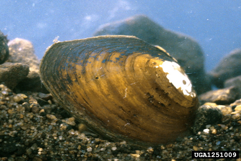 Cumberland Pigtoe (Pleurobema gibberum) {!--컴벌랜드돼지발톱조개-->; DISPLAY FULL IMAGE.