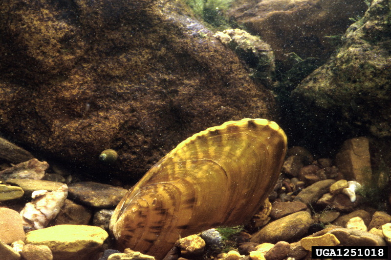 Fluted kidneyshell (Ptychobranchus subtentum) {!--주름간조개-->; DISPLAY FULL IMAGE.