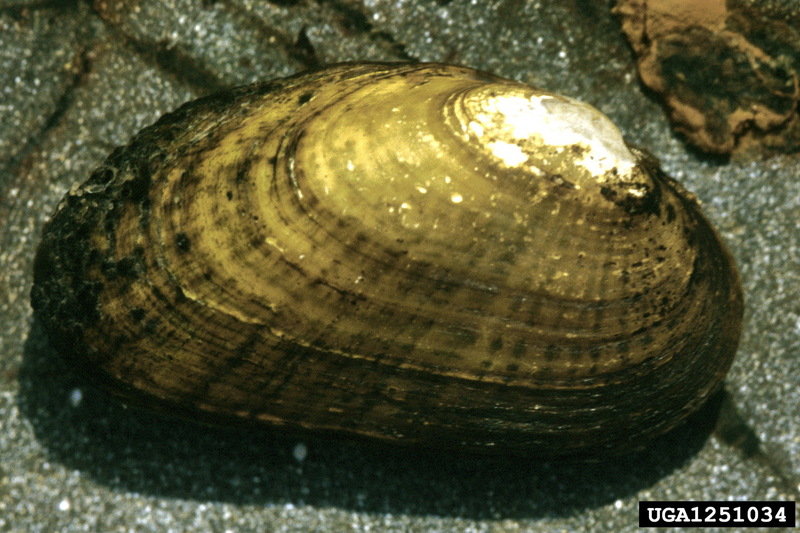 Rainbow Mussel (Villosa iris) {!--무지개조개-->; DISPLAY FULL IMAGE.