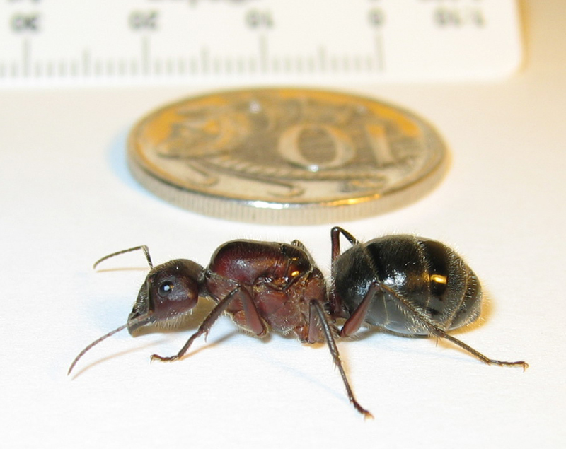 Queen ant?; DISPLAY FULL IMAGE.