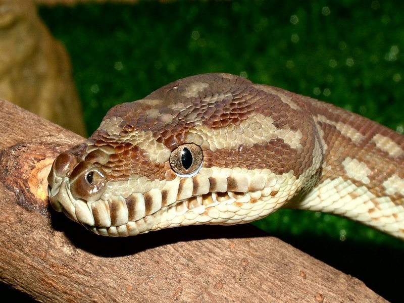 Bredl Python; DISPLAY FULL IMAGE.