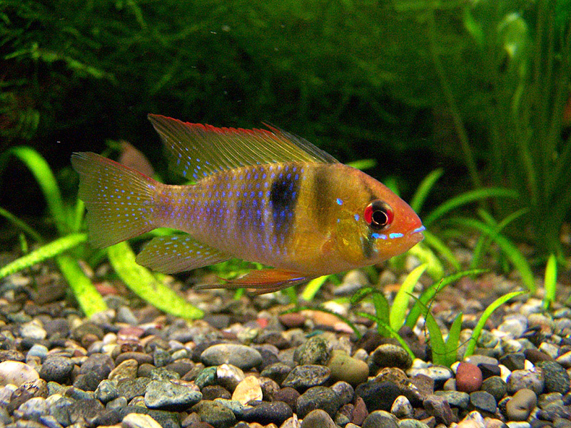 ram cichlid; DISPLAY FULL IMAGE.