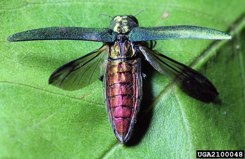 Emerald Ash Borer (Agrilus planipennis) {!--물푸레나무호리비단벌레-->; DISPLAY FULL IMAGE.