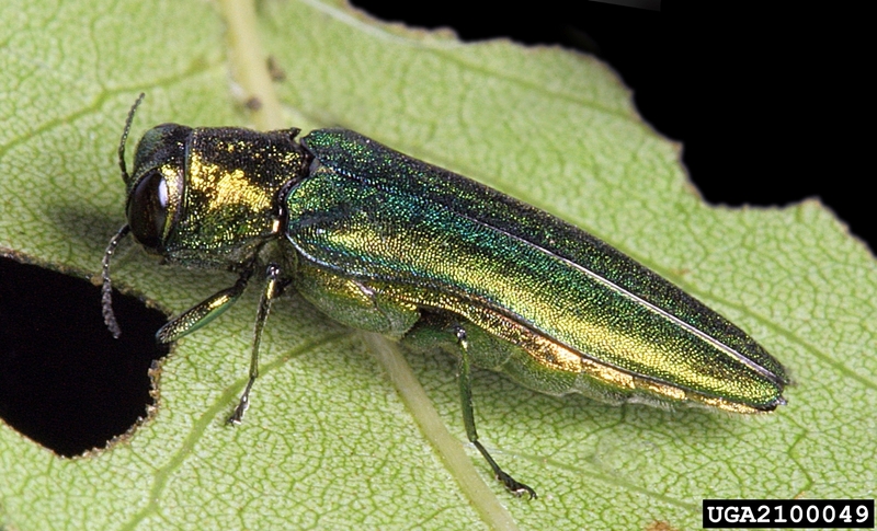 Emerald Ash Borer (Agrilus planipennis) {!--물푸레나무호리비단벌레-->; DISPLAY FULL IMAGE.