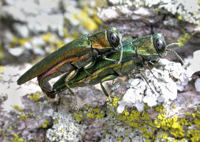 Emerald Ash Borer (Agrilus planipennis) {!--물푸레나무호리비단벌레-->; DISPLAY FULL IMAGE.