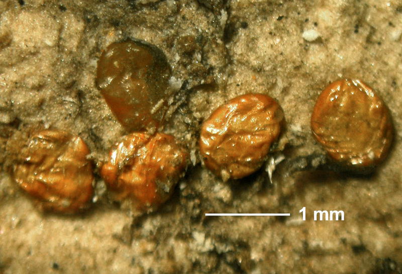 Emerald Ash Borer (Agrilus planipennis) eggs {!--물푸레나무호리비단벌레 알-->; DISPLAY FULL IMAGE.