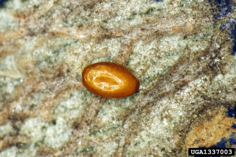 Emerald Ash Borer (Agrilus planipennis) egg {!--물푸레나무호리비단벌레 알-->; DISPLAY FULL IMAGE.