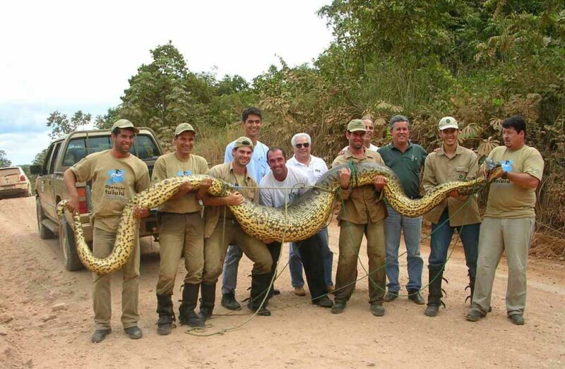 Snake; DISPLAY FULL IMAGE.