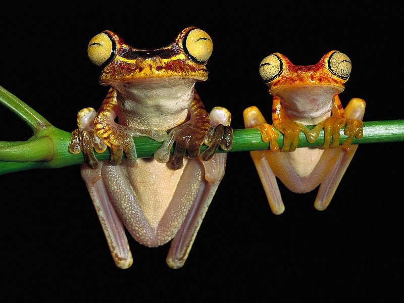 Chachi Tree Frogs; DISPLAY FULL IMAGE.