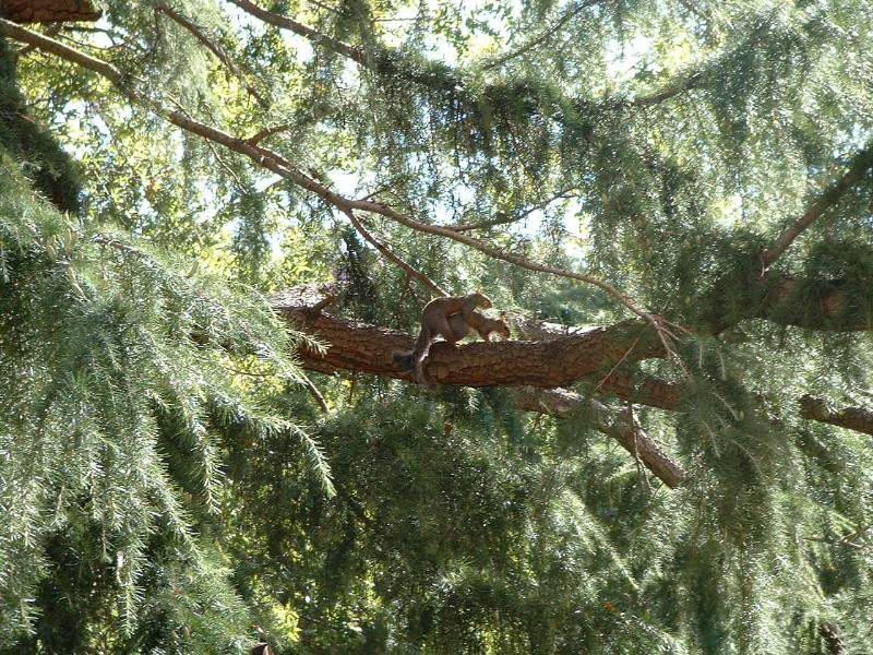 squirrel fuckers; DISPLAY FULL IMAGE.
