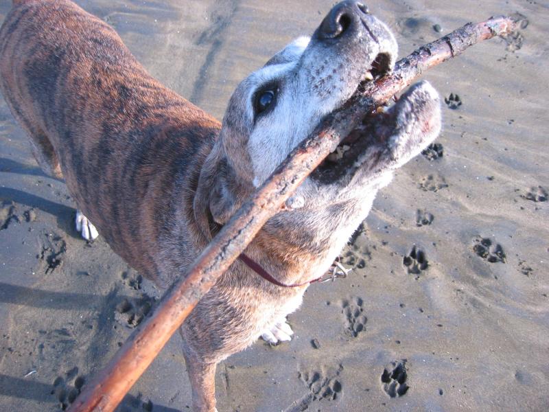 sticky dog; DISPLAY FULL IMAGE.