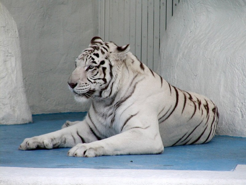 white tiger; DISPLAY FULL IMAGE.
