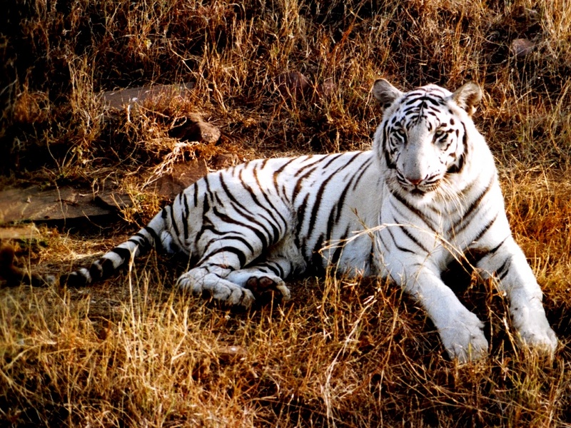 white tiger; DISPLAY FULL IMAGE.