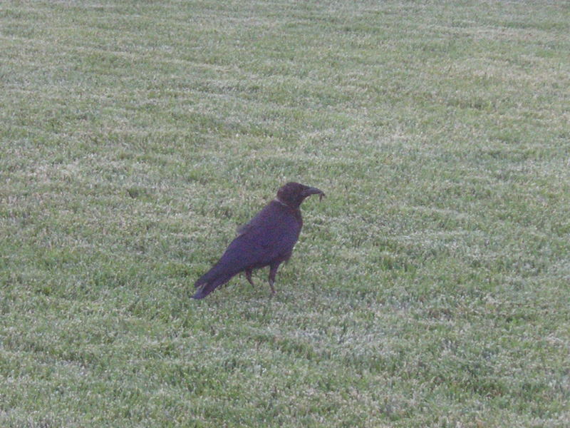crows; DISPLAY FULL IMAGE.
