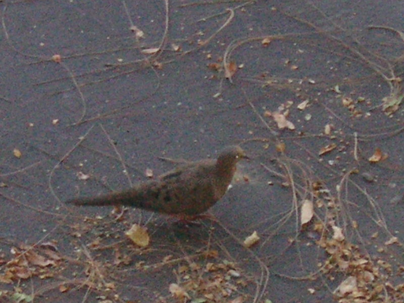 mourning dove; DISPLAY FULL IMAGE.