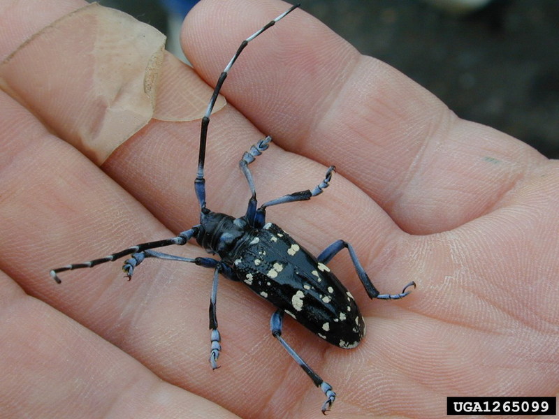 Citrus Longhorned Beetle (Anoplophora chinensis) {!--중국알락하늘소-->; DISPLAY FULL IMAGE.