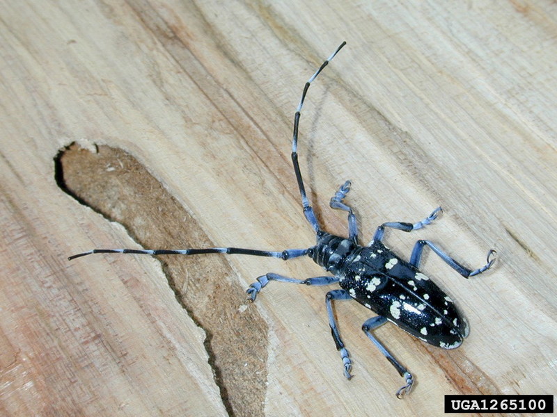 Citrus Longhorned Beetle (Anoplophora chinensis) {!--중국알락하늘소-->; DISPLAY FULL IMAGE.