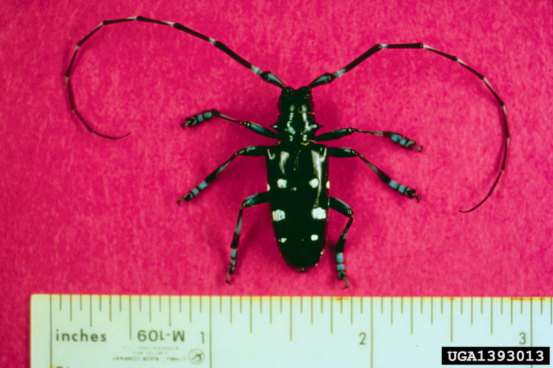 Asian Longhorned Beetle (Anoplophora glabripennis) {!--유리알락하늘소-->; DISPLAY FULL IMAGE.