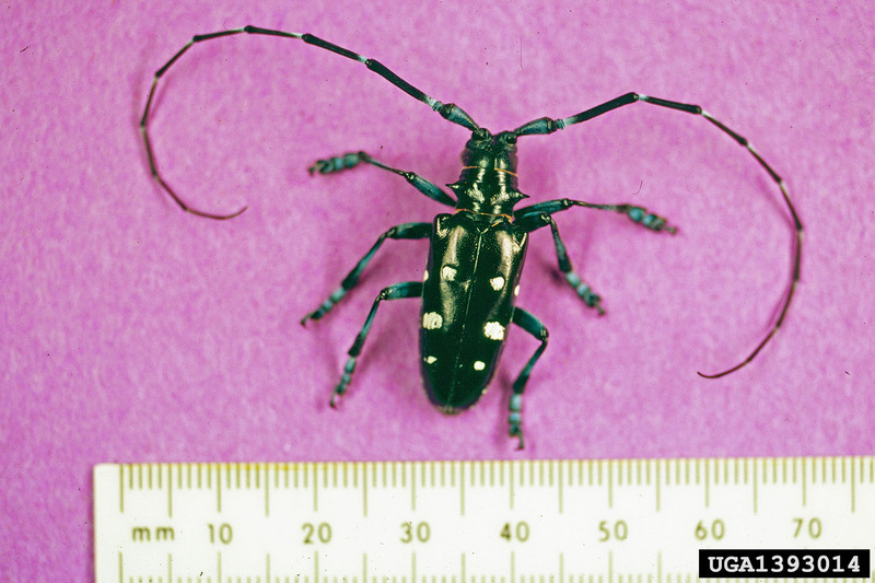 Asian Longhorned Beetle (Anoplophora glabripennis) {!--유리알락하늘소-->; DISPLAY FULL IMAGE.