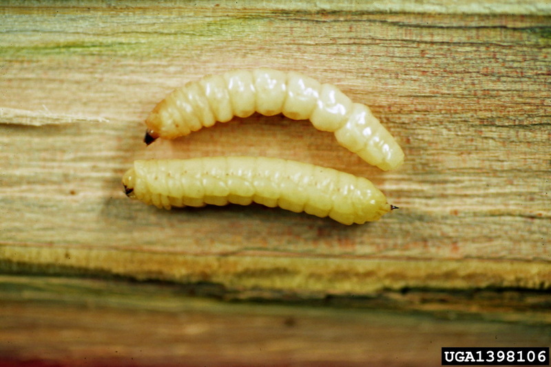 Asian Longhorned Beetle (Anoplophora glabripennis) larvae {!--유리알락하늘소 유충-->; DISPLAY FULL IMAGE.
