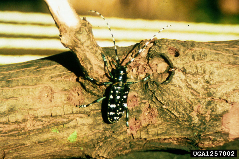 Asian Longhorned Beetle (Anoplophora glabripennis) {!--유리알락하늘소-->; DISPLAY FULL IMAGE.