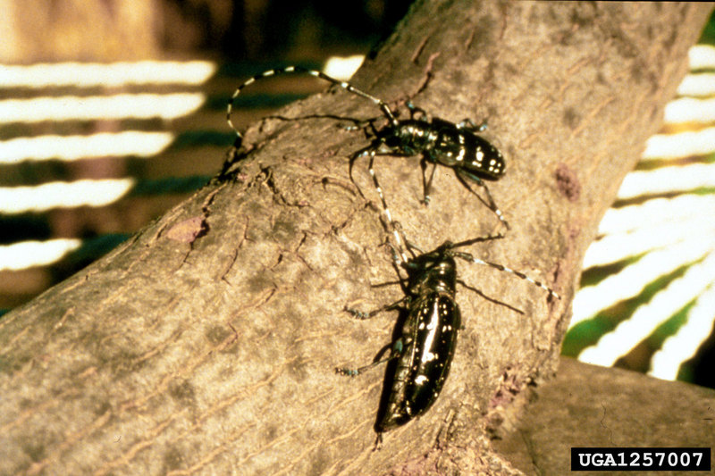 Asian Longhorned Beetle (Anoplophora glabripennis) {!--유리알락하늘소-->; DISPLAY FULL IMAGE.