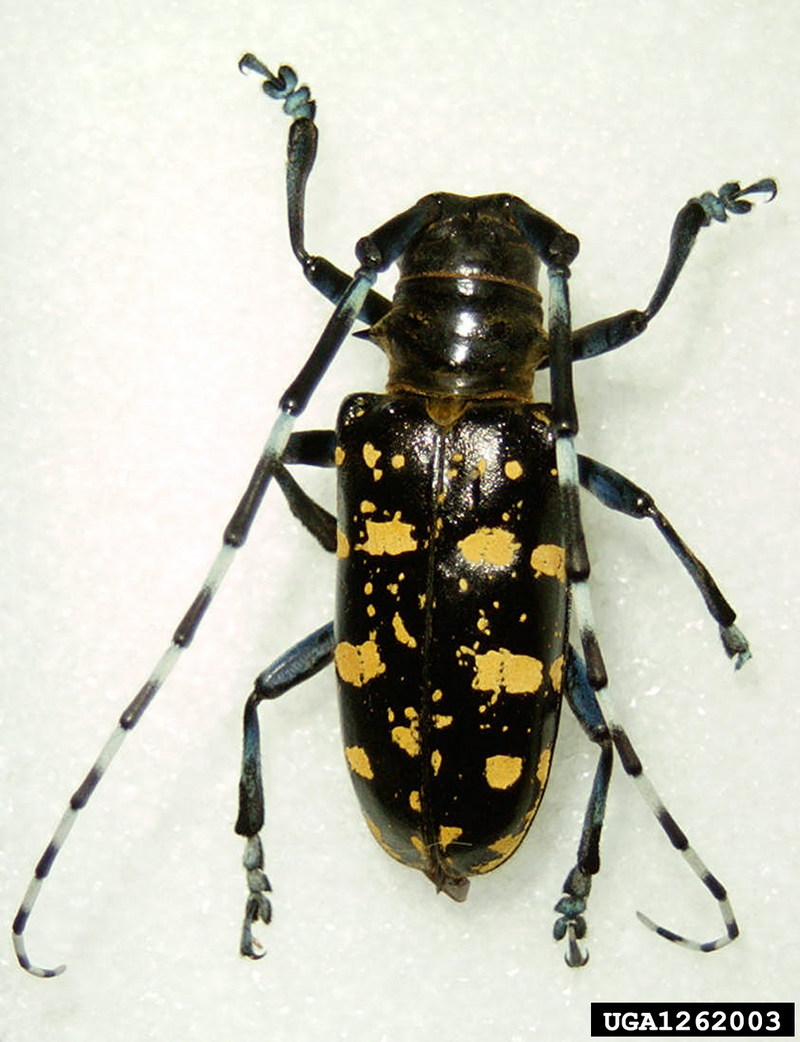 Asian Longhorned Beetle (Anoplophora glabripennis) {!--유리알락하늘소-->; DISPLAY FULL IMAGE.