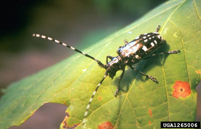 Asian Longhorned Beetle (Anoplophora glabripennis) {!--유리알락하늘소-->; DISPLAY FULL IMAGE.