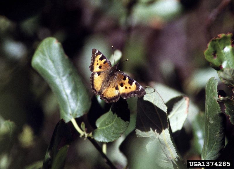 California Tortoiseshell (Nymphalis californica) {!--캘리포니아신선나비-->; DISPLAY FULL IMAGE.