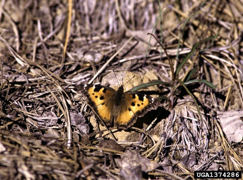 California Tortoiseshell (Nymphalis californica) {!--캘리포니아신선나비-->; DISPLAY FULL IMAGE.