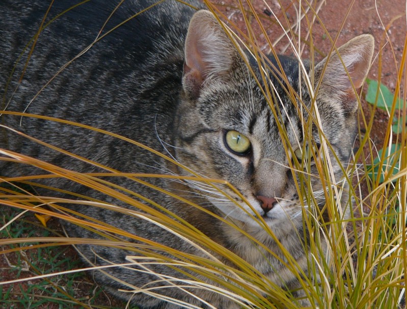 Rod in the grass; DISPLAY FULL IMAGE.