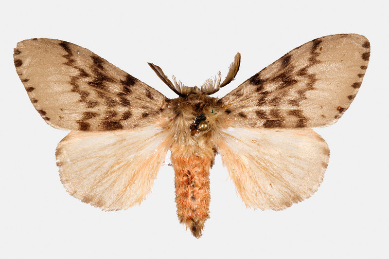 Gypsy Moth (Lymantria antennata) {!--더듬이매미나방-->; DISPLAY FULL IMAGE.