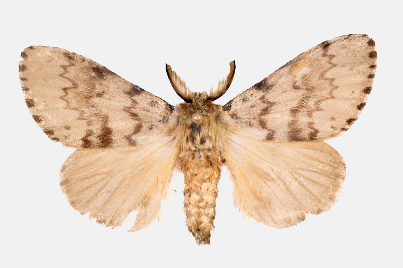 Gypsy Moth (Lymantria antennata) {!--더듬이매미나방-->; DISPLAY FULL IMAGE.