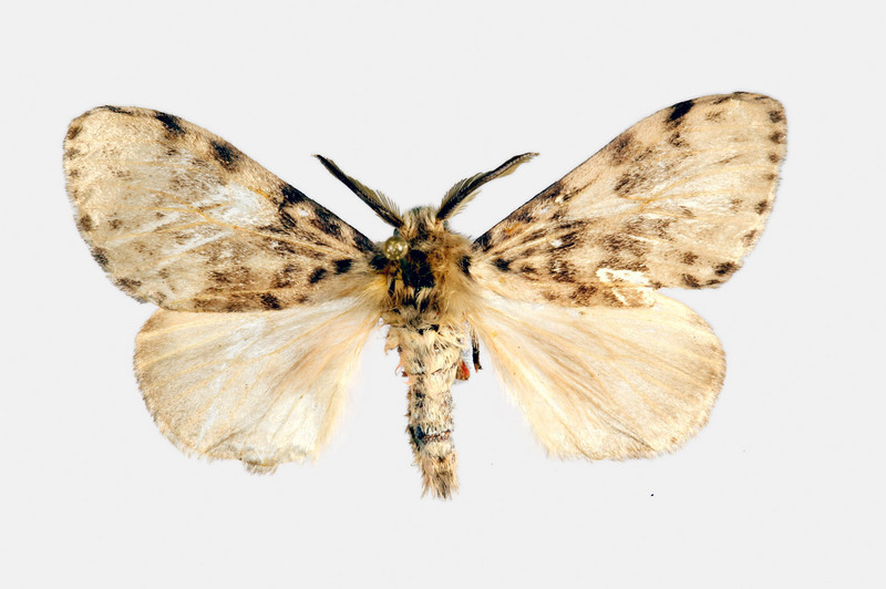 Gypsy Moth (Lymantria antennata) {!--더듬이매미나방-->; DISPLAY FULL IMAGE.