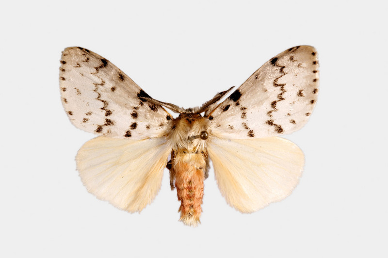 Gypsy Moth (Lymantria antennata) {!--더듬이매미나방-->; DISPLAY FULL IMAGE.