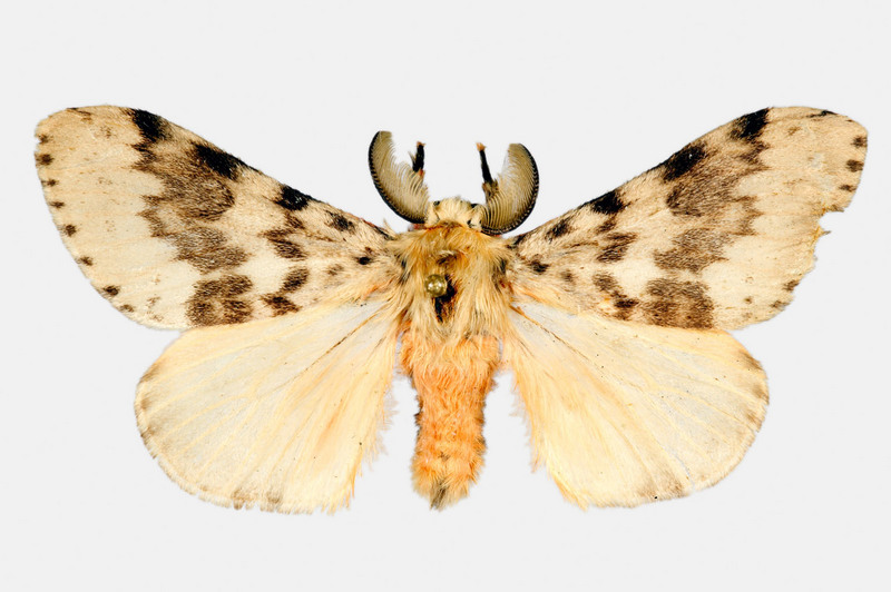 Gypsy Moth (Lymantria antennata) {!--더듬이매미나방-->; DISPLAY FULL IMAGE.