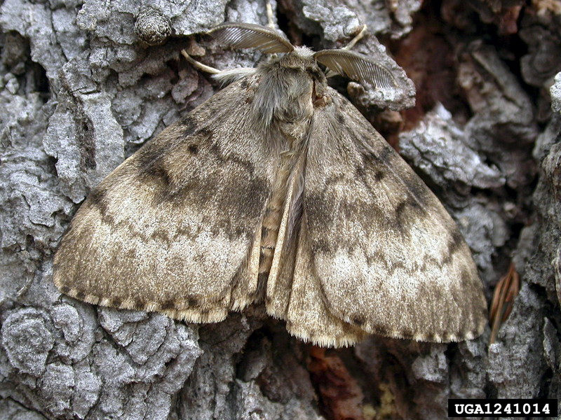 Gypsy Moth (Lymantria dispar) {!--매미나방(짚시나방)-->; DISPLAY FULL IMAGE.
