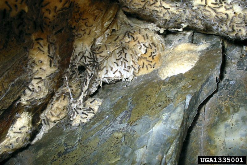 Gypsy Moth (Lymantria dispar) {!--매미나방(짚시나방)-->; DISPLAY FULL IMAGE.