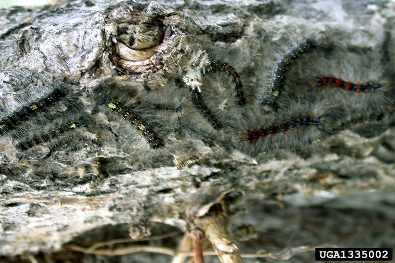 Gypsy Moth (Lymantria dispar)  caterpillars {!--매미나방 유충-->; DISPLAY FULL IMAGE.