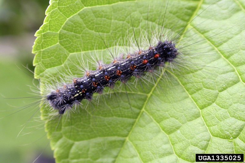 Gypsy Moth (Lymantria dispar)  caterpillars {!--매미나방 유충-->; DISPLAY FULL IMAGE.