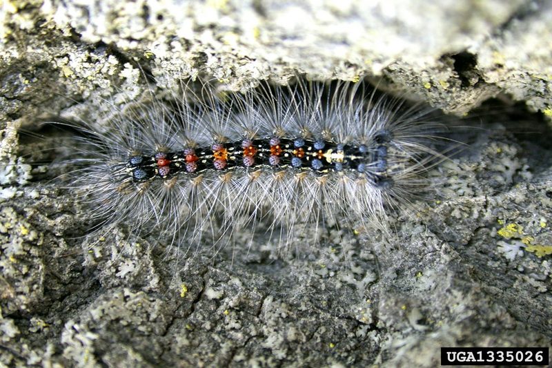 Gypsy Moth (Lymantria dispar)  caterpillars {!--매미나방 유충-->; DISPLAY FULL IMAGE.