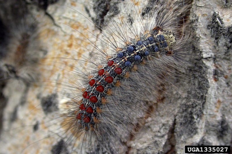 Gypsy Moth (Lymantria dispar)  caterpillars {!--매미나방 유충-->; DISPLAY FULL IMAGE.